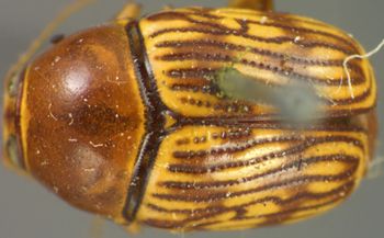Media type: image;   Entomology 4280 Aspect: habitus dorsal view